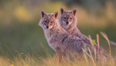 Pen&eacute;szgombam&eacute;rgeket mutattak ki a d&eacute;l-magyarorsz&aacute;gi aranysak&aacute;lok szervezet&eacute;ben