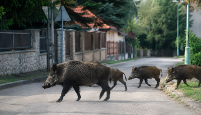 M&aacute;r nappal is vaddiszn&oacute;k j&aacute;rj&aacute;k Sopron utc&aacute;it &ndash; belter&uuml;leti vad&aacute;szatot rendeltek el