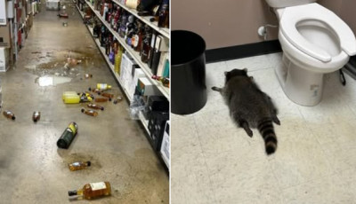 Bet&ouml;rt a kisk&ouml;z&eacute;rtbe egy mos&oacute;medve, leitta mag&aacute;t, sz&eacute;tverte a boltot, majd kiny&uacute;lva el&aacute;jult a v&eacute;c&eacute; mellett