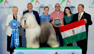 Magyar bobtail lett a vil&aacute;g legszebb kuty&aacute;ja Bologn&aacute;ban