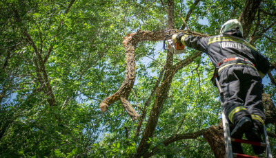 &Oacute;vod&aacute;sokat &eacute;s j&aacute;r&oacute;kelőket vesz&eacute;lyeztetettek f&aacute;r&oacute;l lehasadt, l&oacute;g&oacute; &aacute;gak Felp&eacute;cen