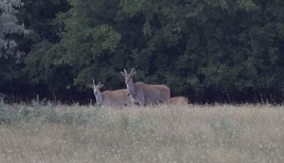 Szavanna a ker&iacute;t&eacute;s m&ouml;g&ouml;tt? Most m&aacute;r antilopok is vannak Hatvanpuszt&aacute;n