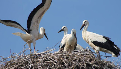 Rekordsz&aacute;m&uacute; g&oacute;lyafi&oacute;k&aacute;t gyűrűztek id&eacute;n - Ebből 157 Győr-Moson-Sopron v&aacute;rmegy&eacute;ben