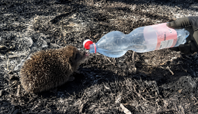 A marad&eacute;k viz&uuml;kből itatt&aacute;k meg a l&aacute;nglovagok a szomjaz&oacute; s&uuml;nit