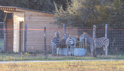 Megfagyott a h&aacute;rom elpusztult hatvanpusztai zebra a hat&oacute;s&aacute;g szerint