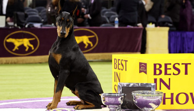 Megv&aacute;lasztott&aacute;k a vil&aacute;g legszebb kuty&aacute;j&aacute;t