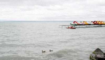 Nem csak a n&ouml;v&eacute;nyeket vesz&eacute;lyezteti a Balatonban kimutatott gyomirt&oacute;