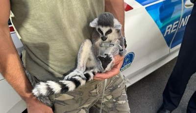 Szab&aacute;lytalan zirci aut&oacute;st &aacute;ll&iacute;tottak meg, azt&aacute;n az any&oacute;s&uuml;l&eacute;s al&oacute;l egy maki kukucsk&aacute;lt ki