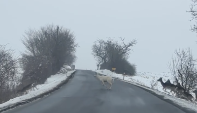 Ritka feh&eacute;r szarvas tűnt fel az Ipoly ment&eacute;n - VIDE&Oacute;