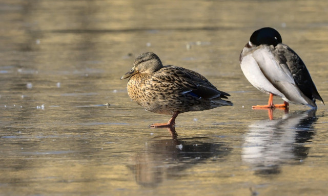 Ne etess&uuml;k a v&iacute;zimadarakat, mert ak&aacute;r az &eacute;let&uuml;kbe is ker&uuml;lhet - k&eacute;ri a szak&eacute;rtő
