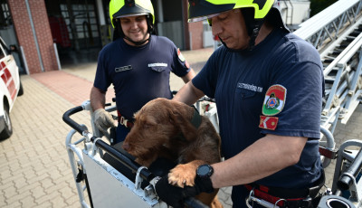 &Iacute;gy szoktatj&aacute;k a magyar tűzolt&oacute;k kuty&aacute;ikat a magass&aacute;ghoz