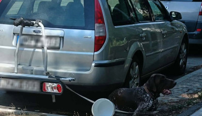 Győr: von&oacute;horoghoz k&ouml;tve hagyt&aacute;k a kuty&aacute;t a 30 fokos hős&eacute;gben